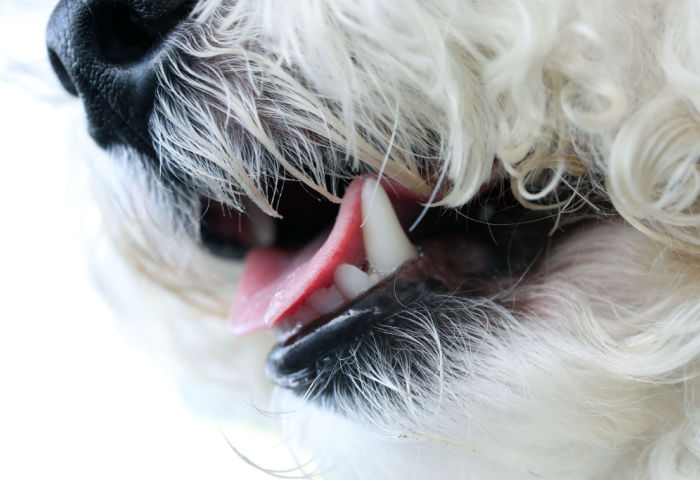 Aquadent Aquadent dental water additive for dogs and cats to freshen breath and improve oral health