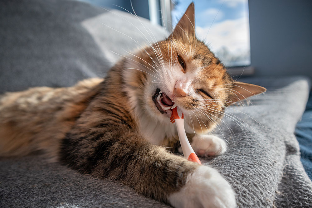 A close-up wide-angle shot of a domestic calico cat lying on a grey fabric couch in bright sunlight, holding and chewing down on a white and orange toothbrush with its sharp side teeth exposed.