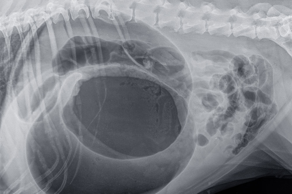 Canine abdominal X-ray used for veterinary diagnostics at Star of Texas Veterinary Hospital