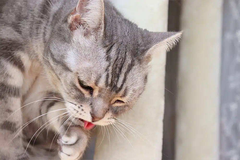 Close-up of a cat licking its paw while grooming