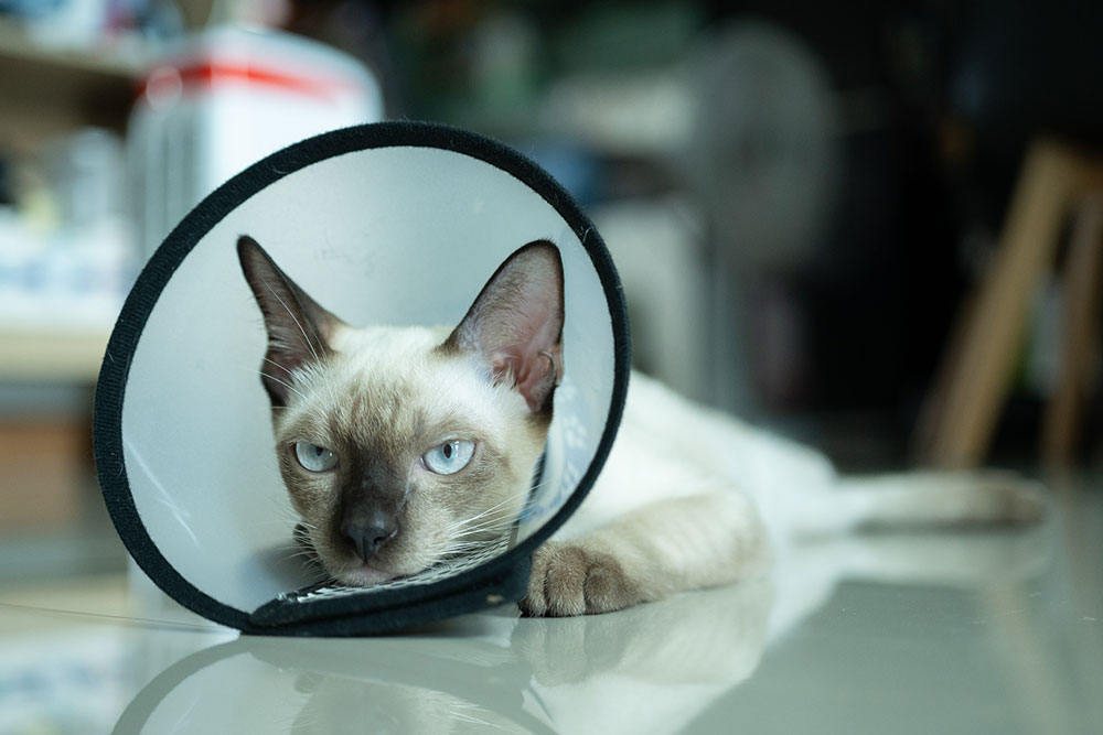 A Siamese cat lies on a reflective floor wearing a plastic Elizabethan recovery collar after a medical procedure.