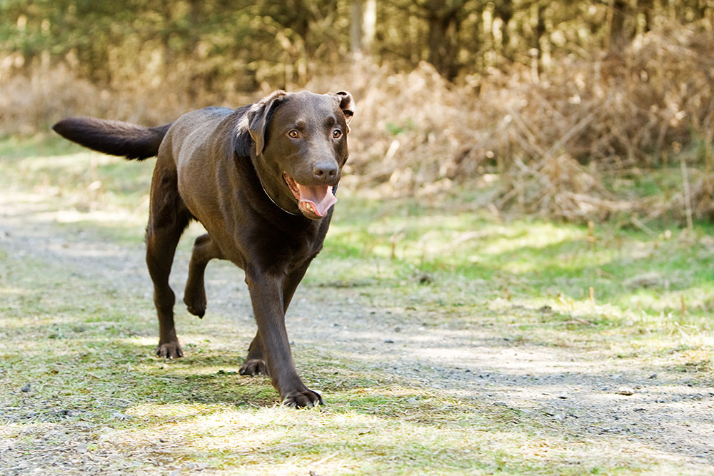 Chocolate Labrador Retriever happily walking through a forest during outdoor exercise