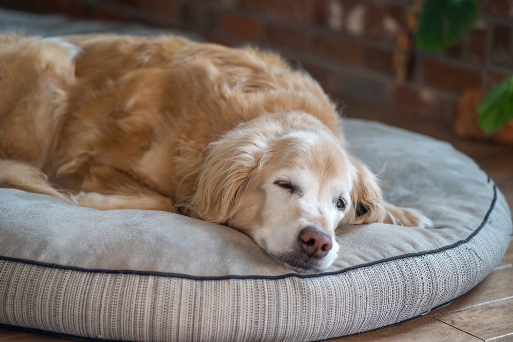 Senior Golden Retriever resting on a dog bed, representing comfort care for aging pets