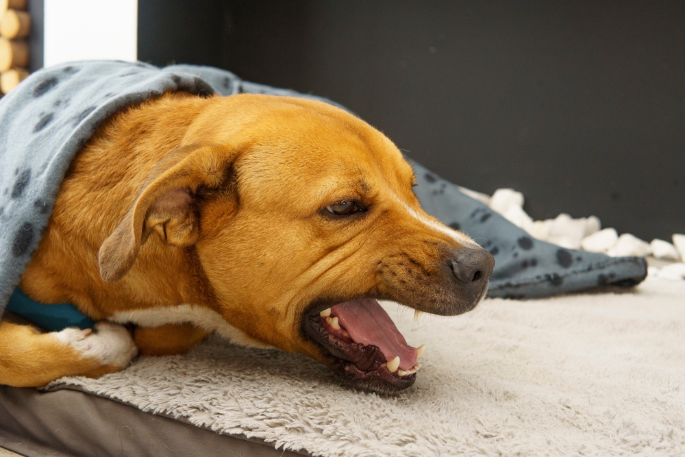 Dog resting on a bed with a blanket, showing signs of illness or fatigue