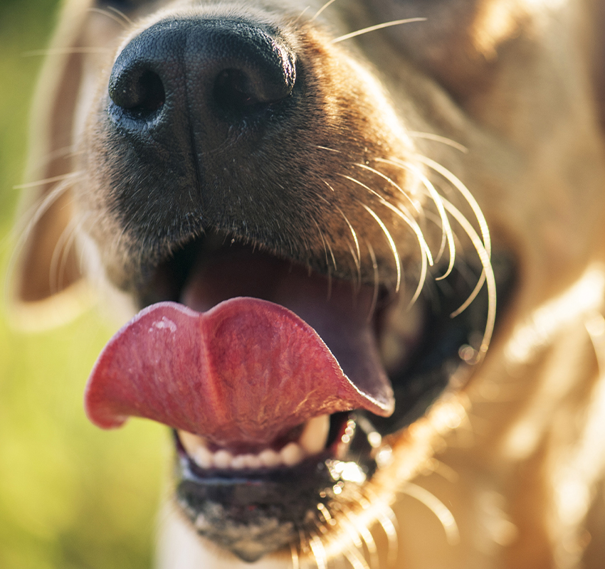 Veterinarian consulting with pet owner about dog dental care and oral health in Austin TX