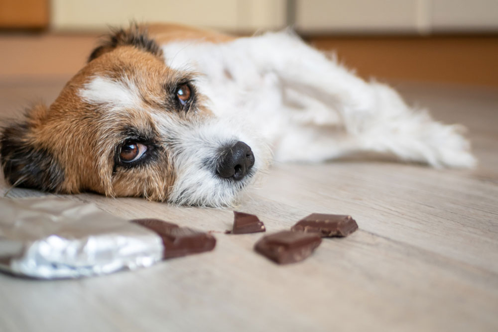 Small brown-and-white dog lying on a wooden floor, looking toward pieces of chocolate and an opened wrapper nearby.