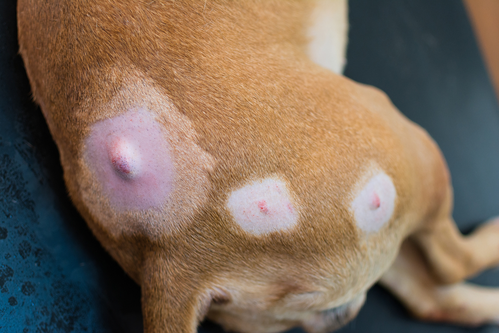 Close-up of a dog with lumps on its skin, illustrating common canine dermatology concerns