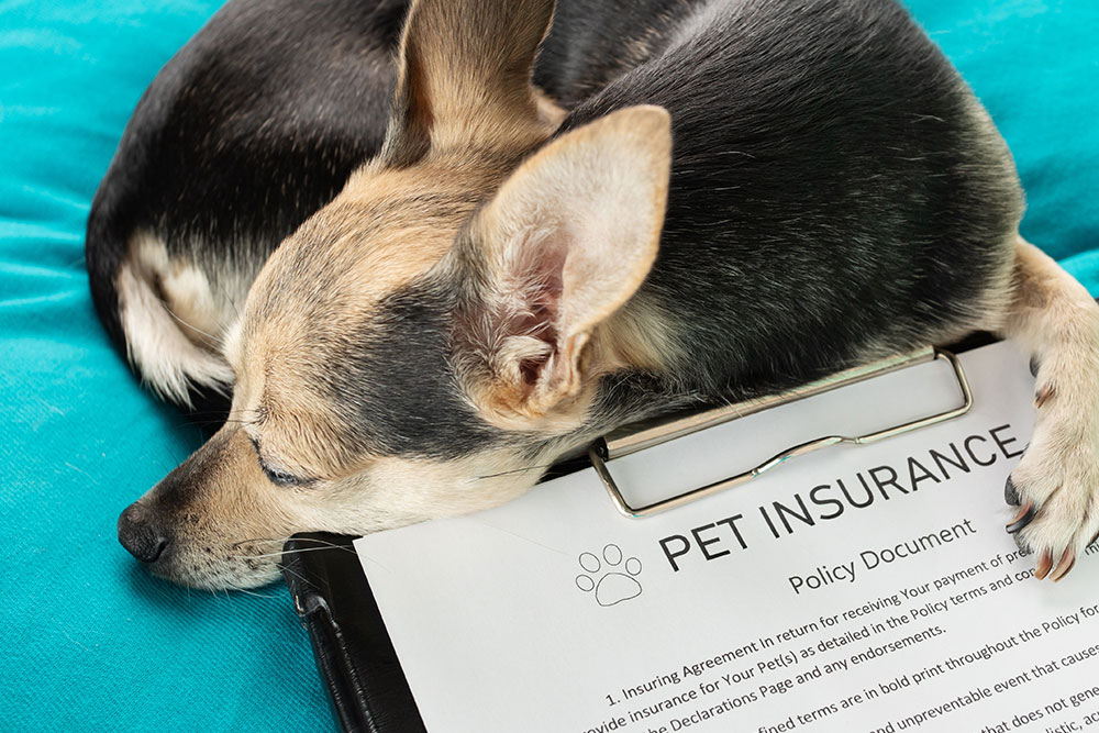 Veterinarian or owner examining dog insurance policy details.