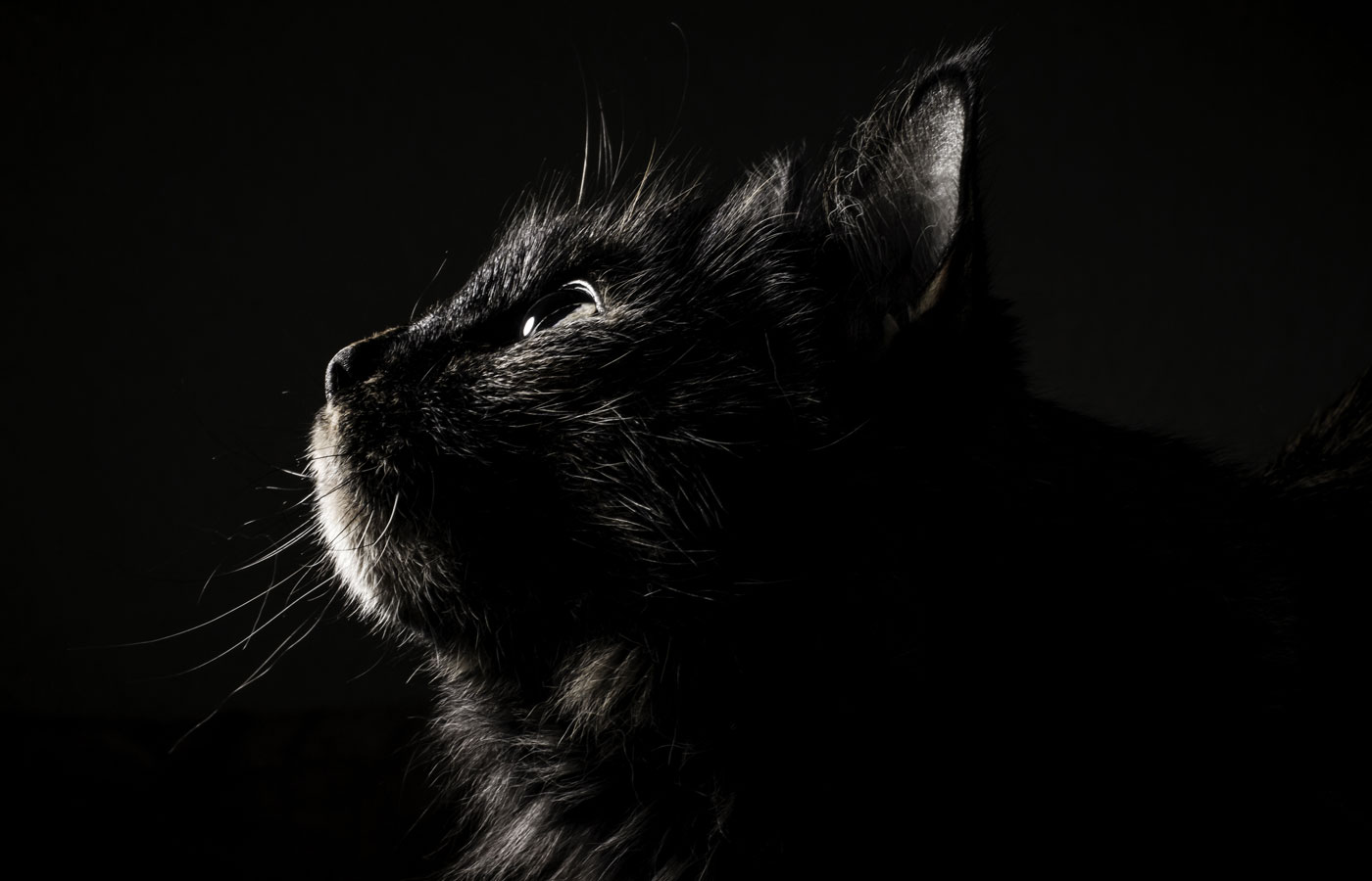 Black cat, black background
