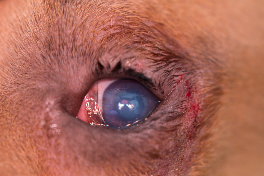 Dog with entropion, a condition where the eyelid rolls inward and irritates the eye.