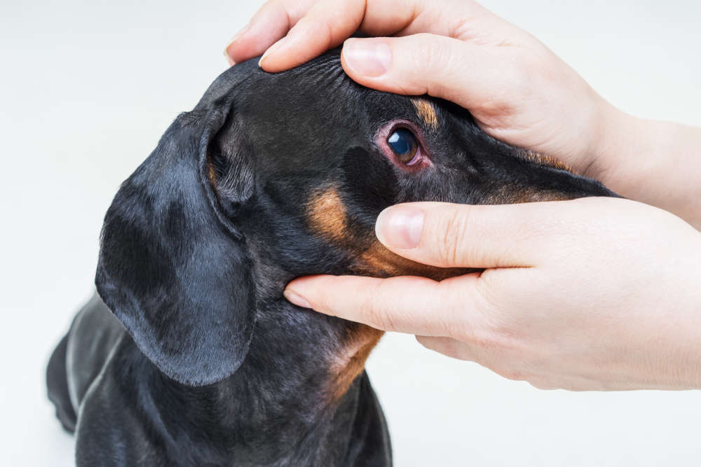 A close-up photo shows a person's hands gently holding a dachshund's head to examine its eye. The dog's eye appears red and inflamed, suggesting a medical condition like conjunctivitis or an allergy.