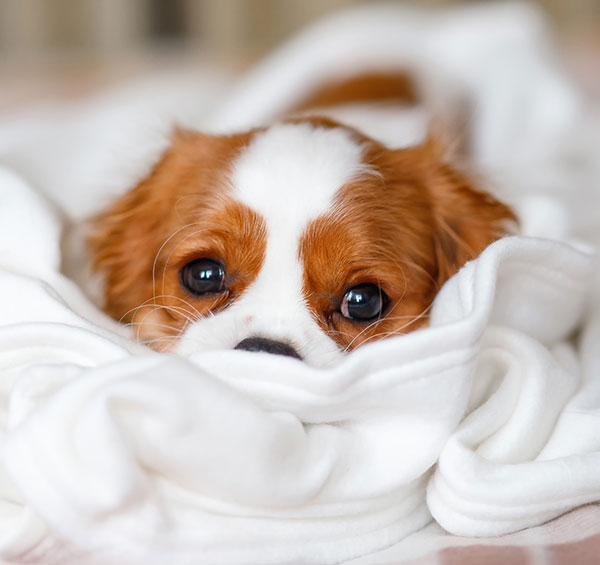 Fear Free Certified veterinary team providing low-stress pet care in Austin TX
