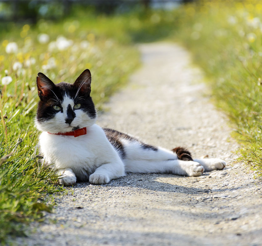 Cat resting comfortably at home after feline neuter surgery