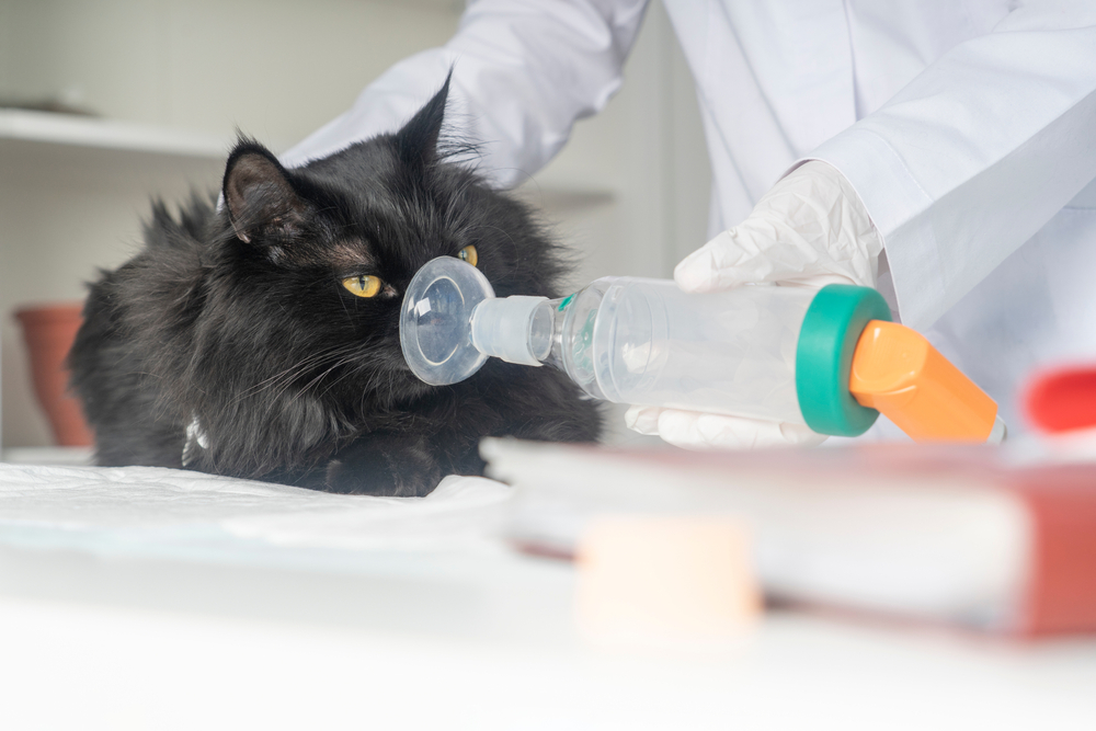 Veterinarian treating a cat for asthma using a pet inhaler for feline respiratory care