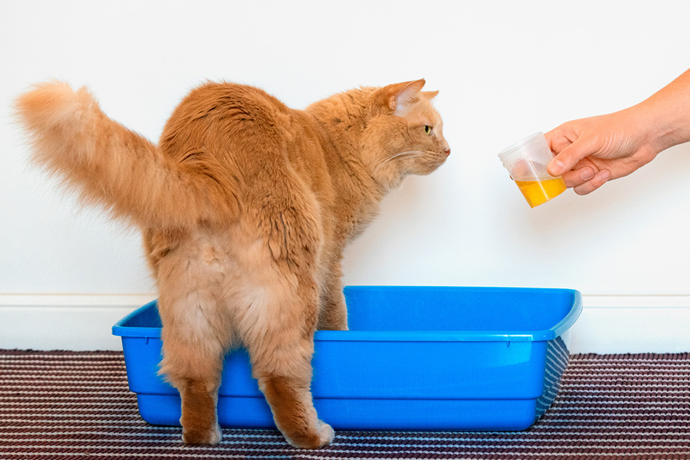 Ginger cat near a litter box during a urinary health test to assess feline urinary issues