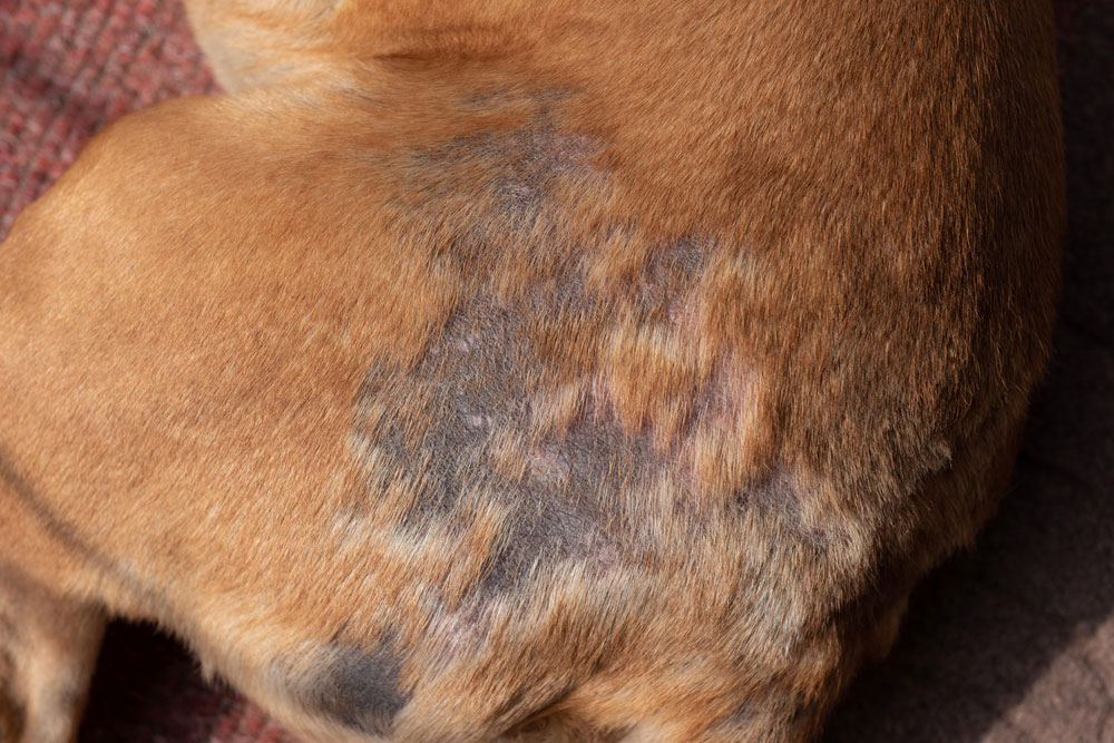 Veterinarian evaluating a dog with hair loss, highlighting the diagnosis and treatment of pet skin conditions, allergies, parasites, and coat health issues.