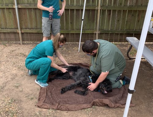 3 New Ways to Connect With Your Pet’s Veterinarians During COVID-19