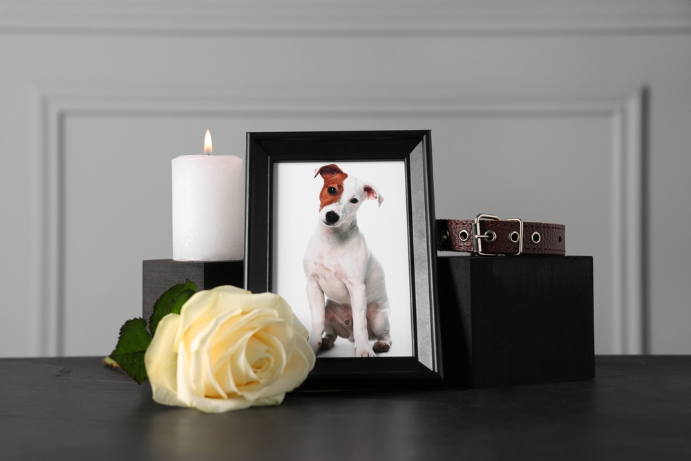 Pet memorial display with a framed dog photo, collar, burning candle, and rose