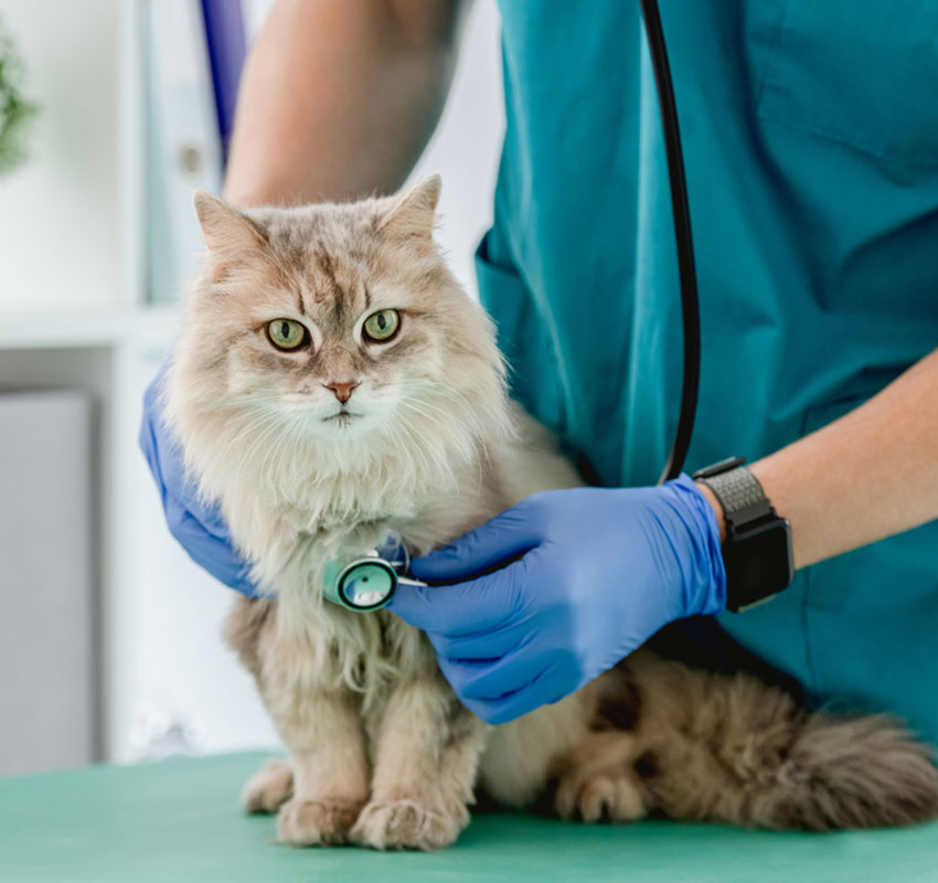 Kitten receiving veterinary care for intestinal parasites at Star of Texas Veterinary Hospital Austin TX
