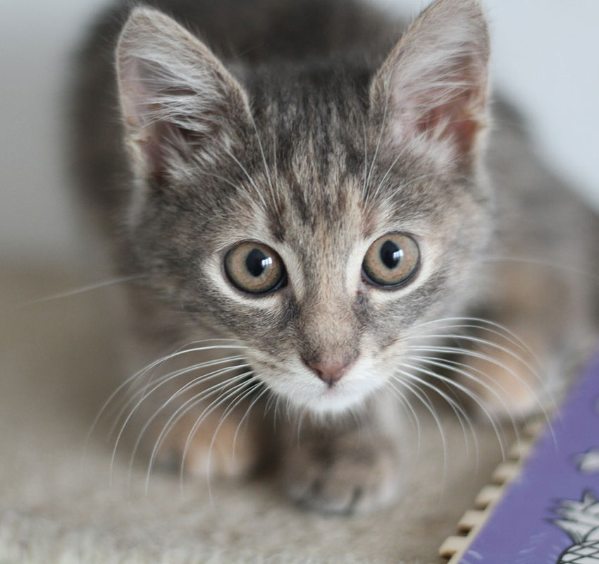Kitten being held or examined — kitten health education and veterinary care in Austin TX
