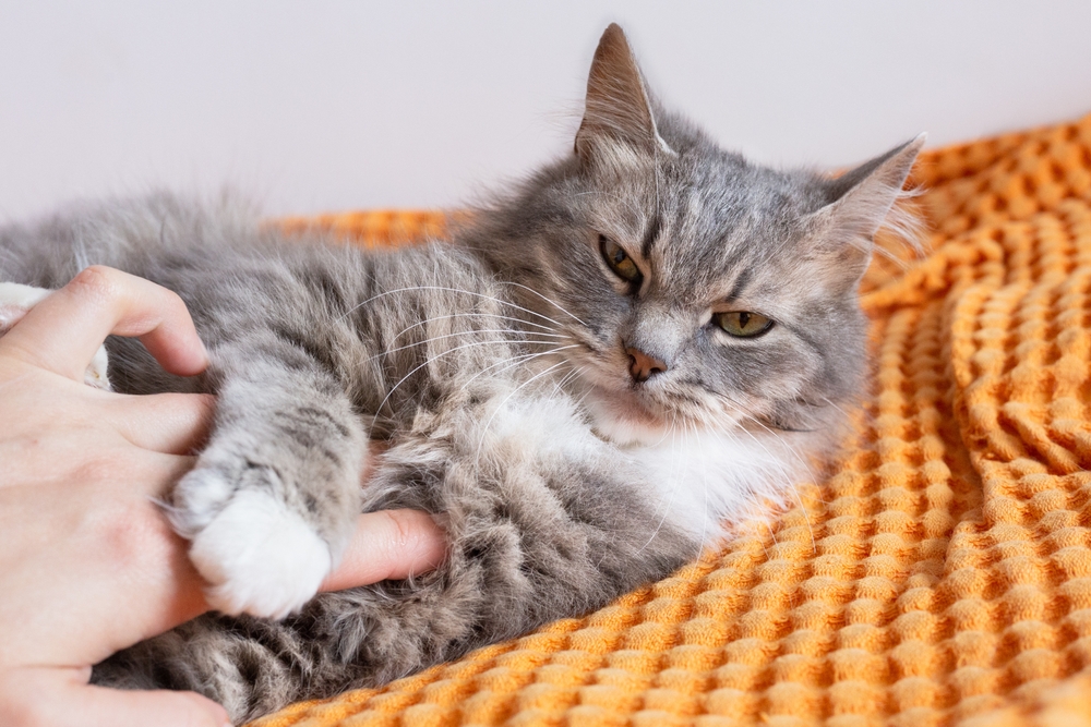 Veterinarian gently palpating a cat's abdomen to assess pain during a physical examination