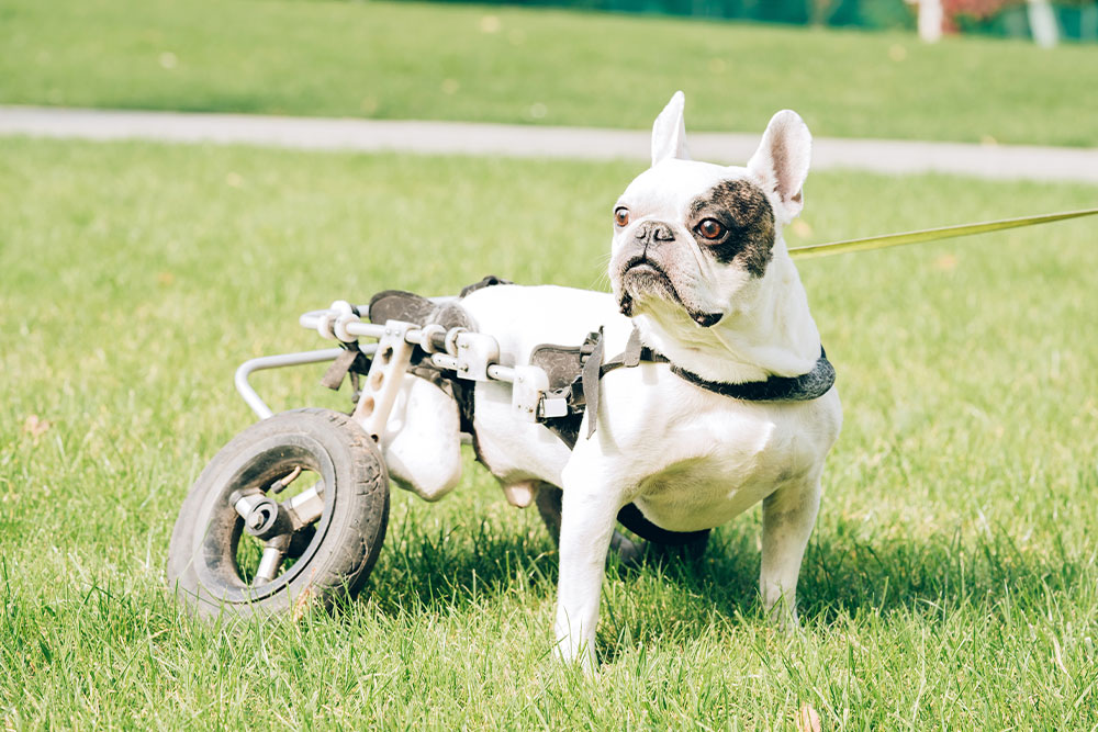 Playful pet during health and enrichment activity, supporting overall veterinary wellness