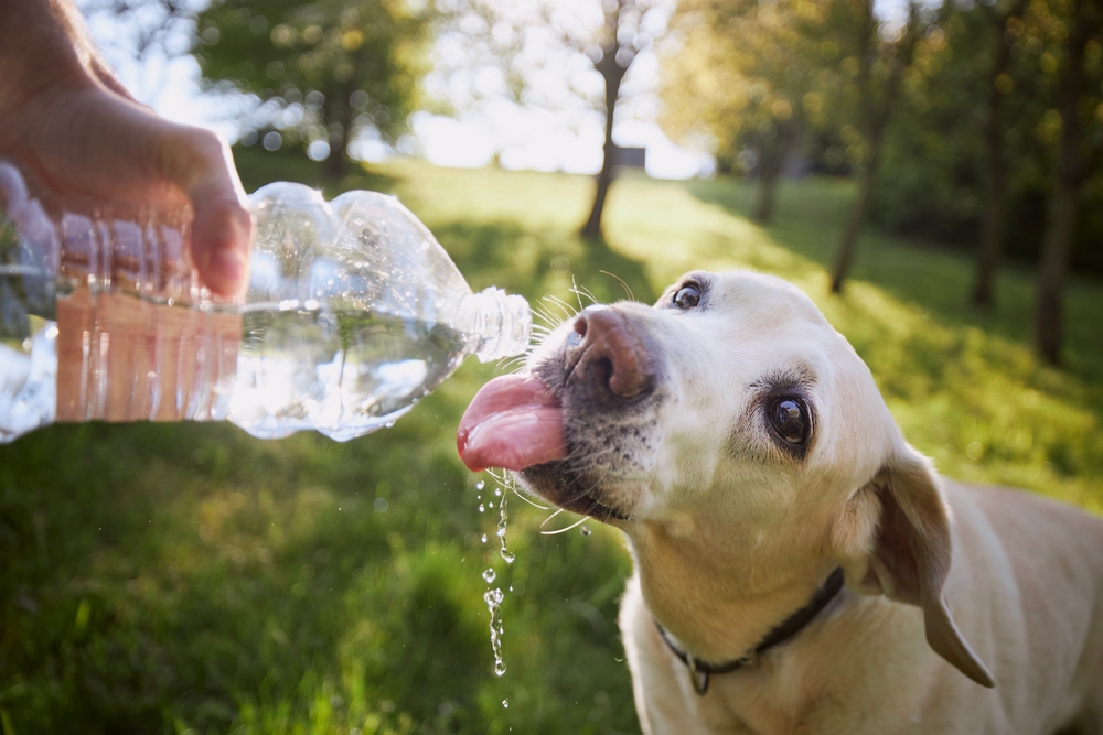 Pet owner giving dog water from a plastic bottle to stay hydrated outdoors