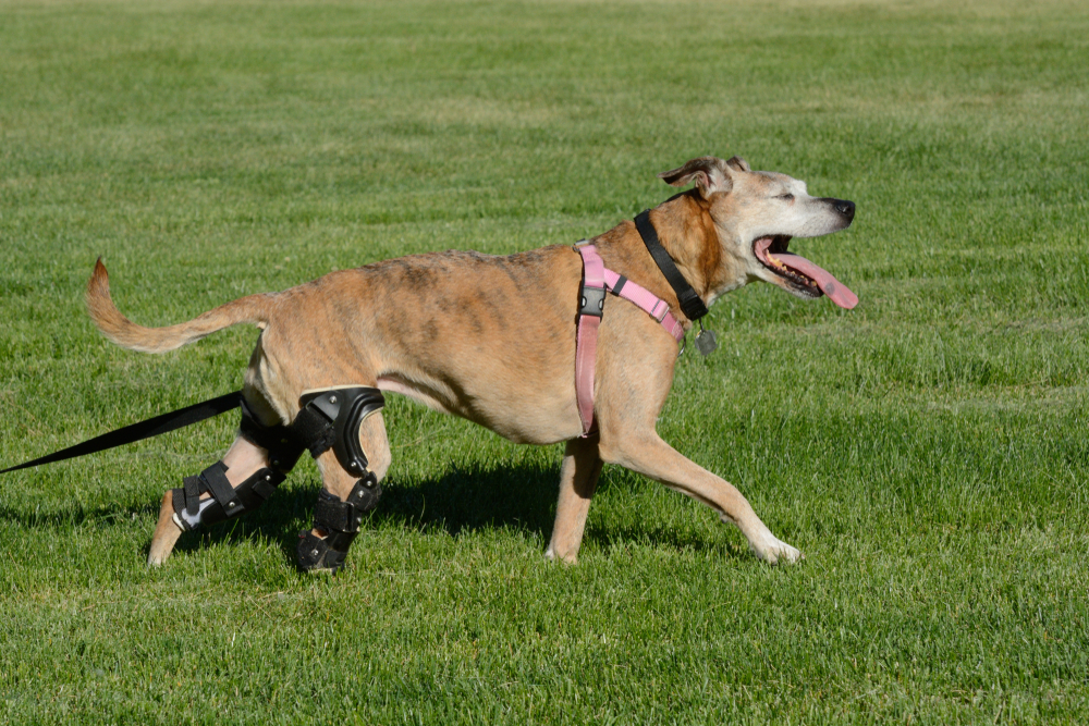 Veterinary team providing supportive care for a recovering dog in a clinic.