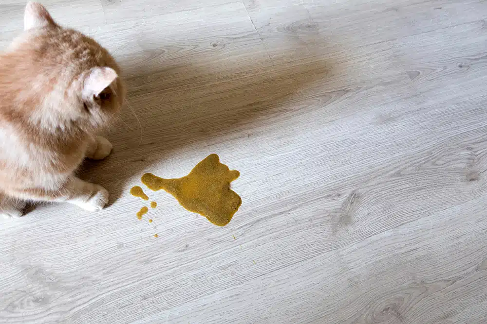 Cat sitting on a floor next to a small puddle of regurgitated liquid