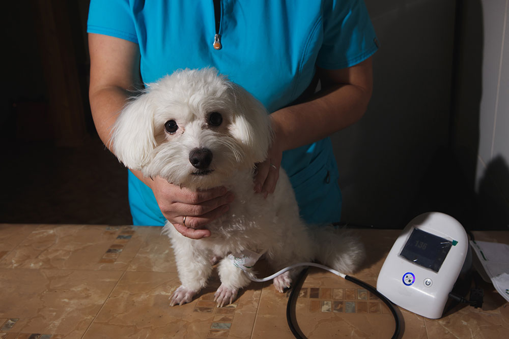 A small white fluffy dog being held by a vet during a blood pressure exam.