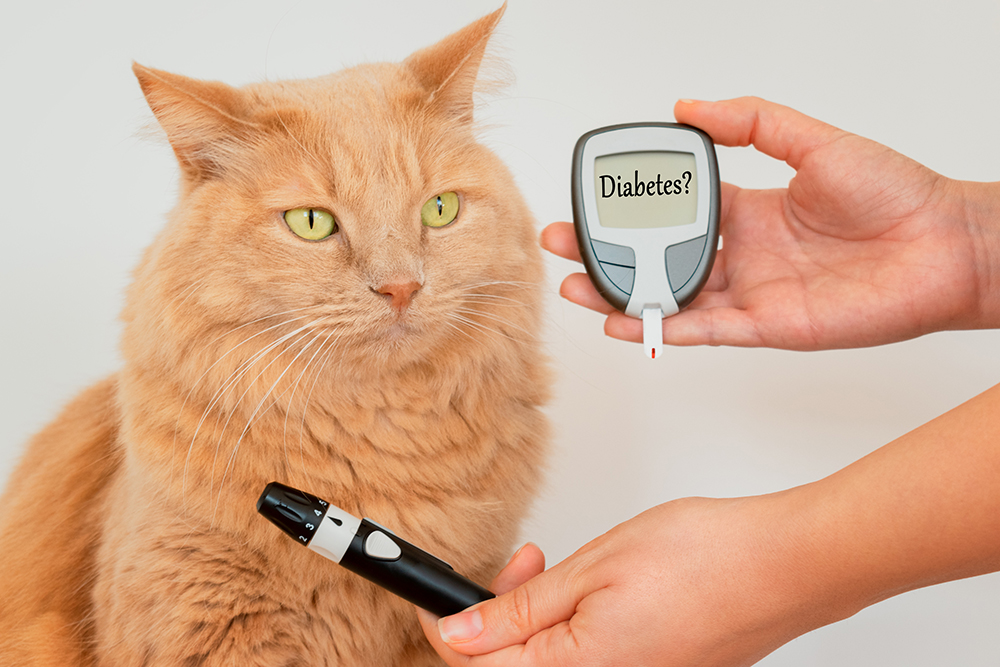 Veterinarian performing a blood sugar check on a pet — diabetes monitoring at Star of Texas Vet Hospital