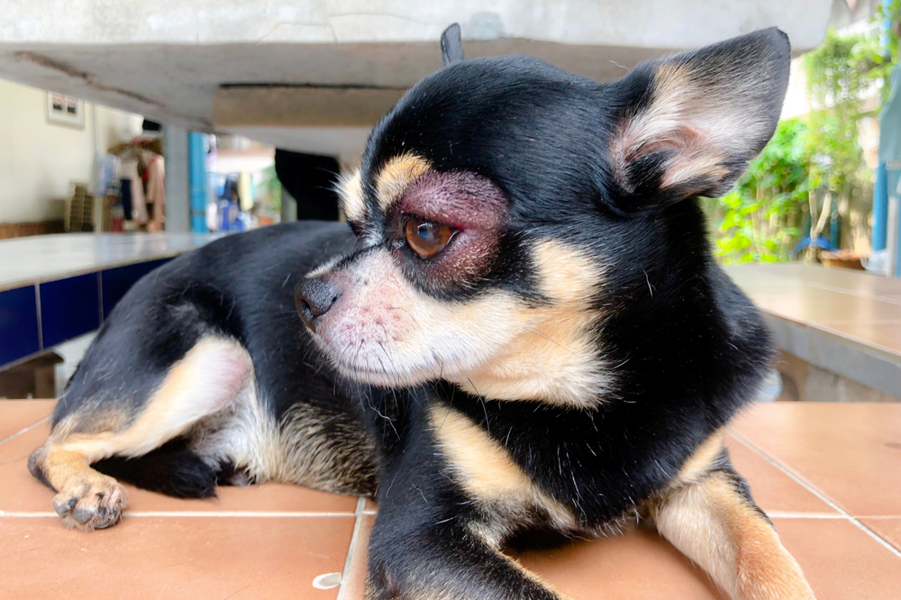 Chihuahua with a red, swollen ear needing veterinary diagnosis and treatment