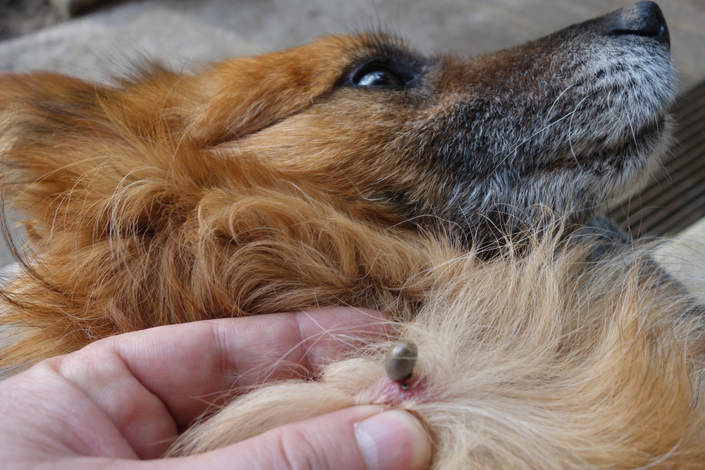 Veterinary professional providing tick removal care and wound cleaning for a dog