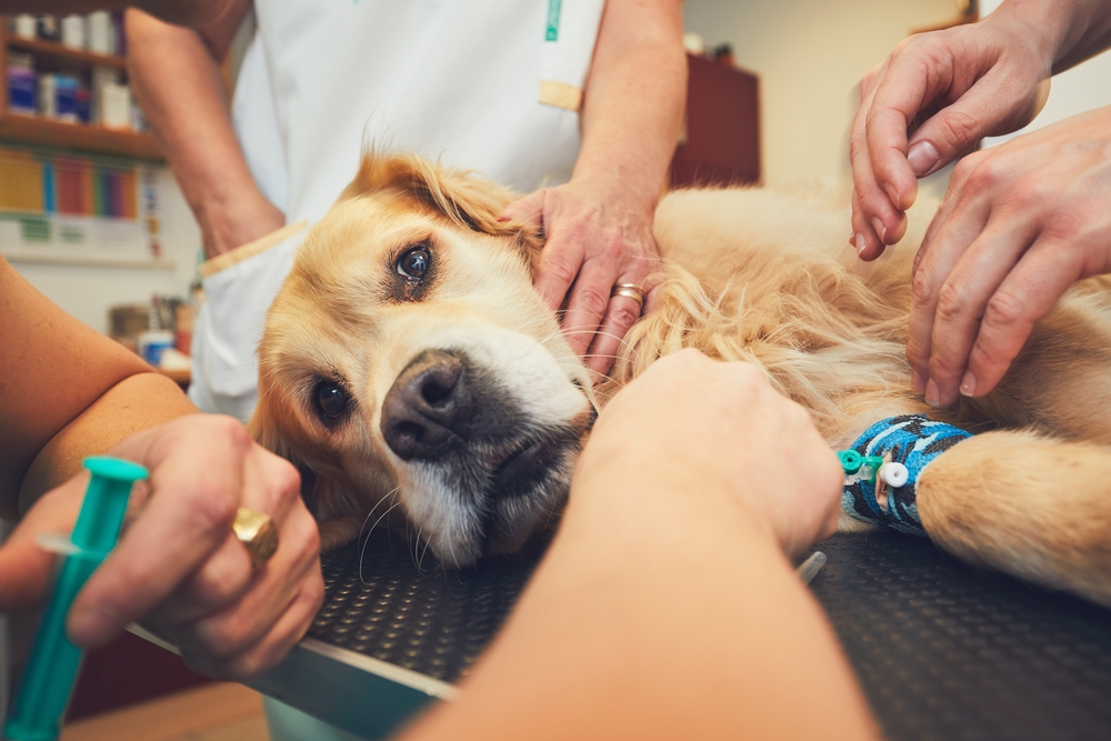 Golden Retriever being prepared for examination by veterinary staff at an animal hospital