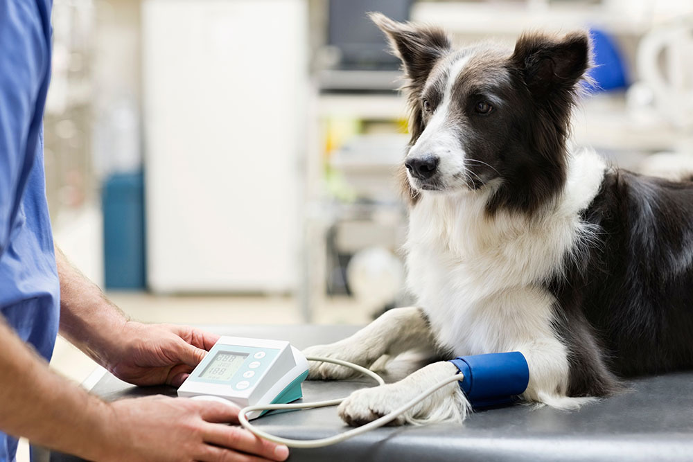 Veterinarian examining a dog on a table during a routine veterinary checkup and wellness exam