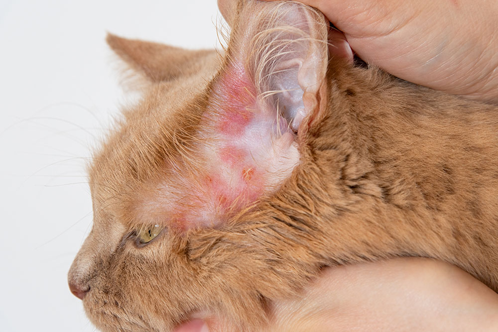 Red, irritated inner ear on an orange cat being examined