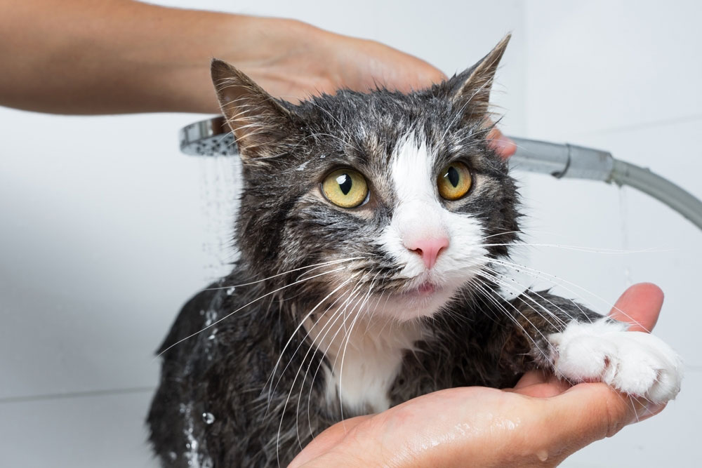 A wet gray and white cat being gently bathed with a handheld shower, looking slightly uncomfortable while a person supports it.