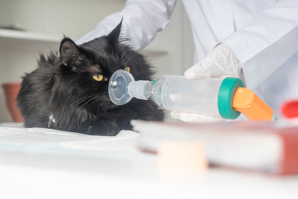 Cat receiving asthma treatment with a pet inhaler spacer device