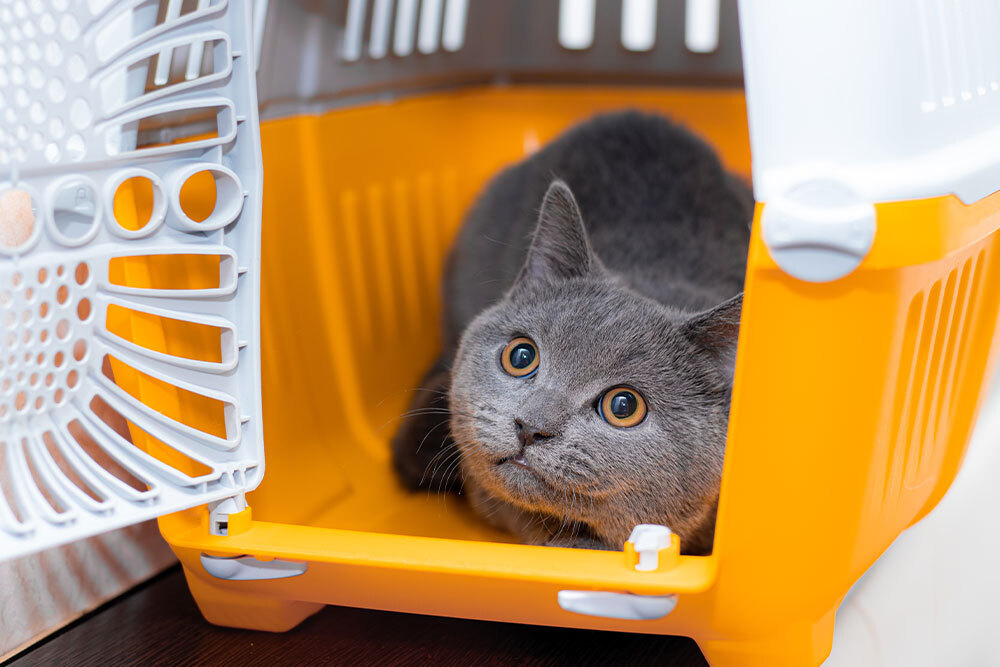 Cat showing signs of travel anxiety in a carrier — tips for stress-free vet visits in Austin, TX