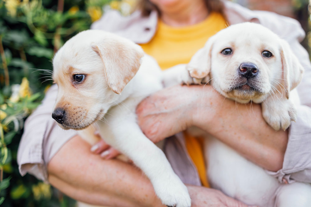 Cute yellow Labrador Retriever puppies playing outdoors in natural light