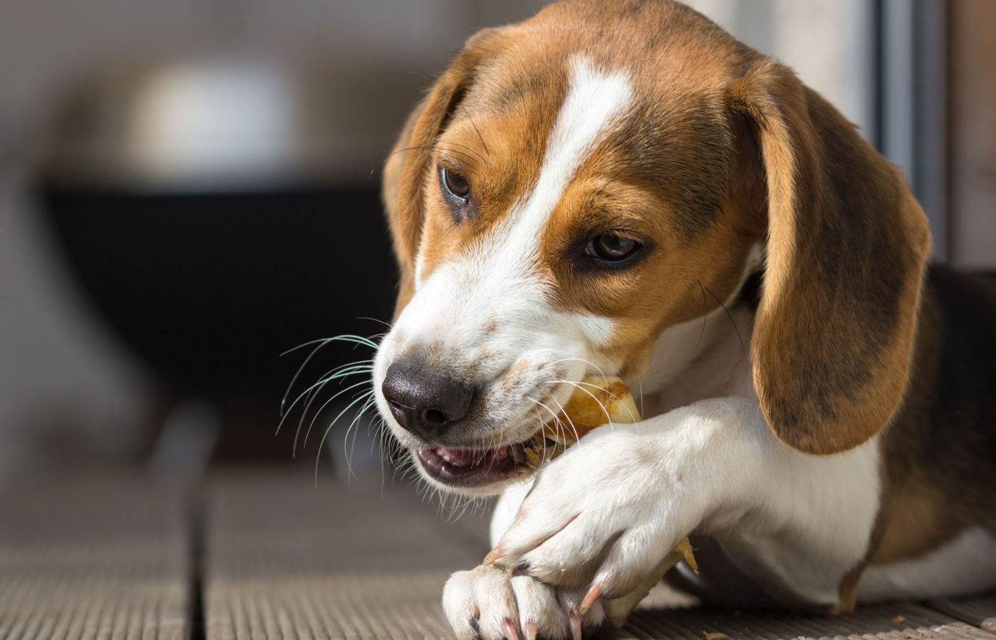 dental-chew Single dental chew for dogs to help reduce plaque as part of a veterinary dental care routine