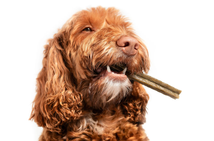 dental-chews Veterinary-grade dental chews for dogs supporting oral health between professional cleanings