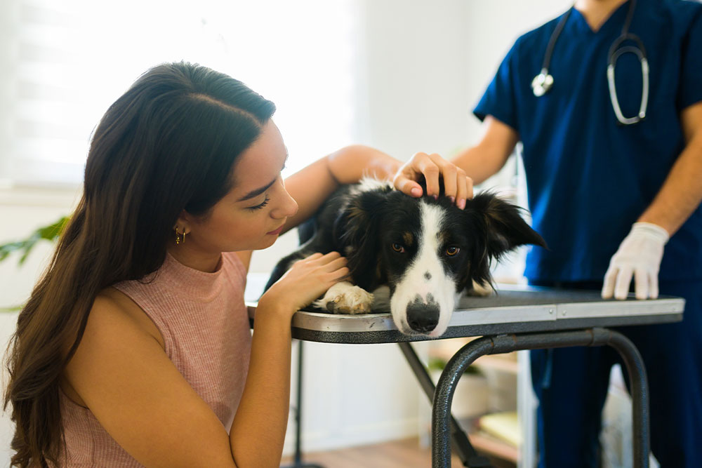Dog receiving veterinary exam while owner provides comfort at the vet clinic
