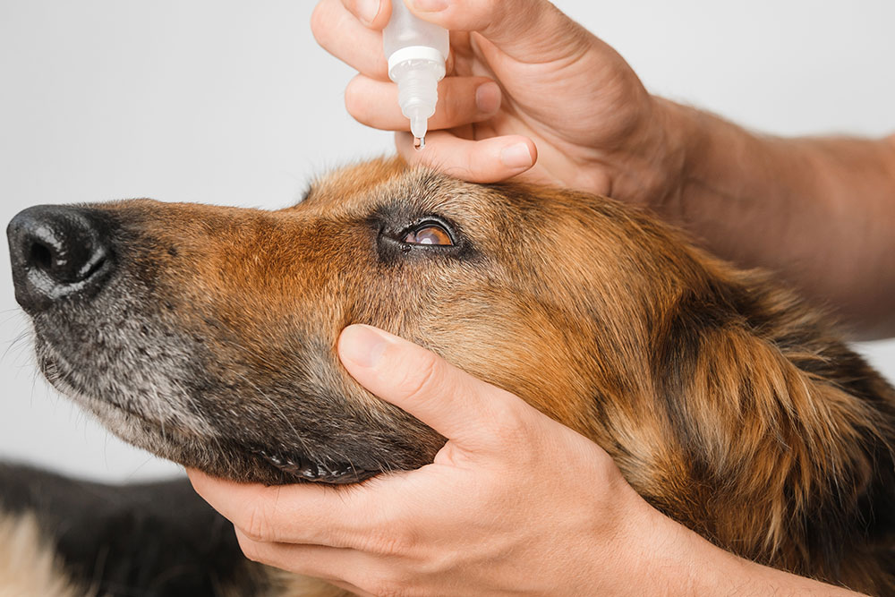 Veterinarian performing an eye care examination and treatment on a dog