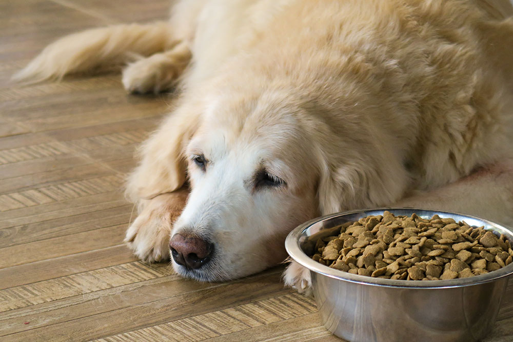 Dog refusing food from a bowl, a sign of appetite loss requiring veterinary attention