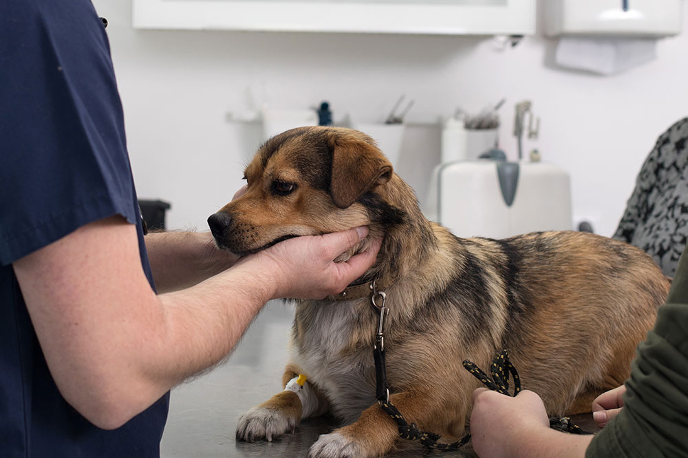 Dog undergoing a routine veterinary checkup and physical exam at an animal clinic