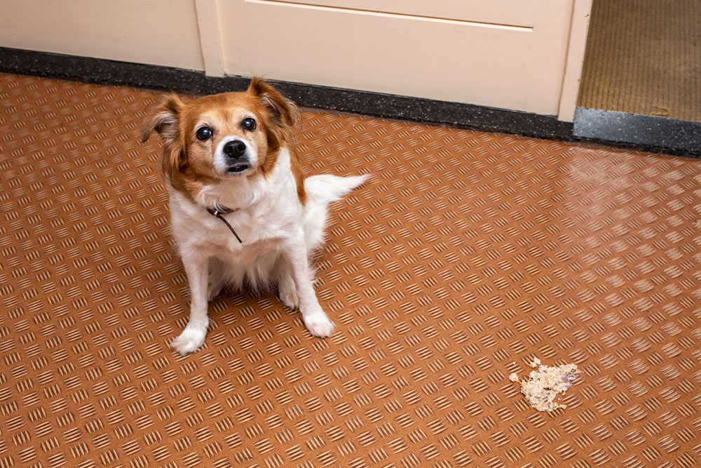Dog showing signs of vomiting, a warning symptom of illness requiring veterinary attention