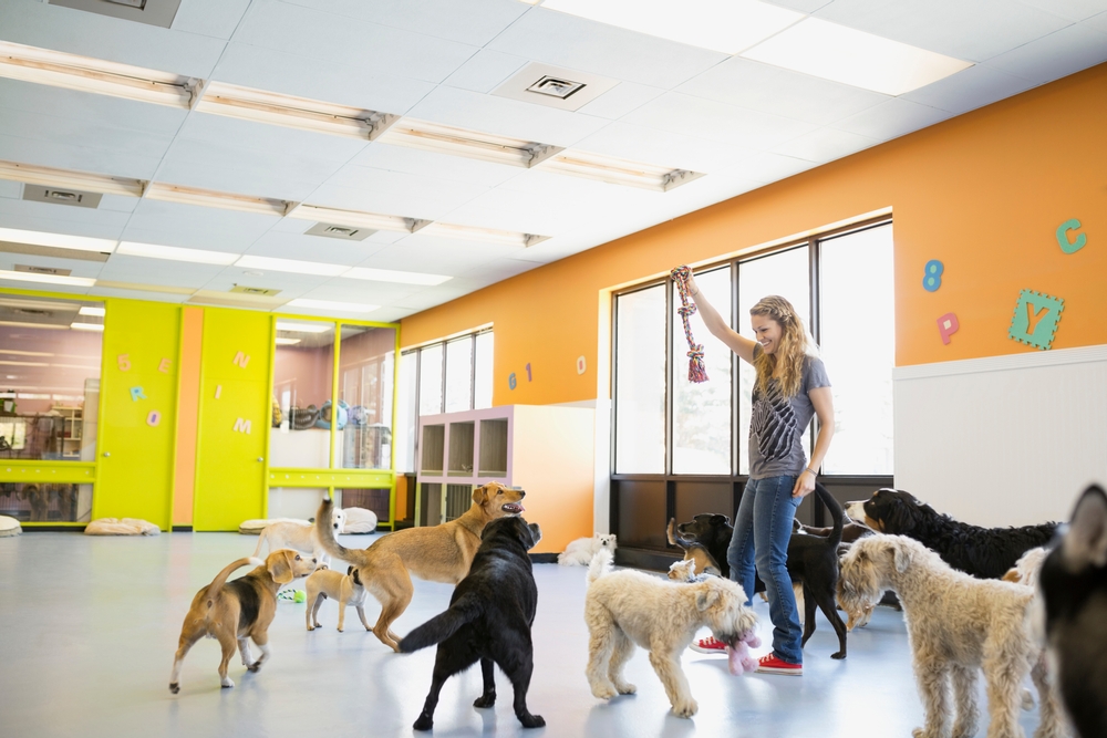 Dogs playing together during supervised daycare socialization and enrichment activities
