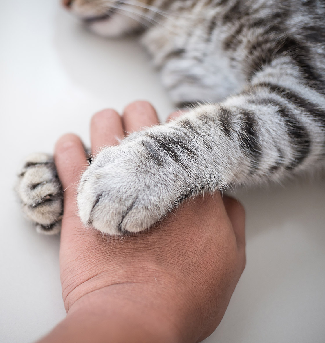 Cat,Love,By,The,Hand,Grip,At,Hand. Caring veterinary team member gently holding a cat's paw during end-of-life pet care in Austin TX