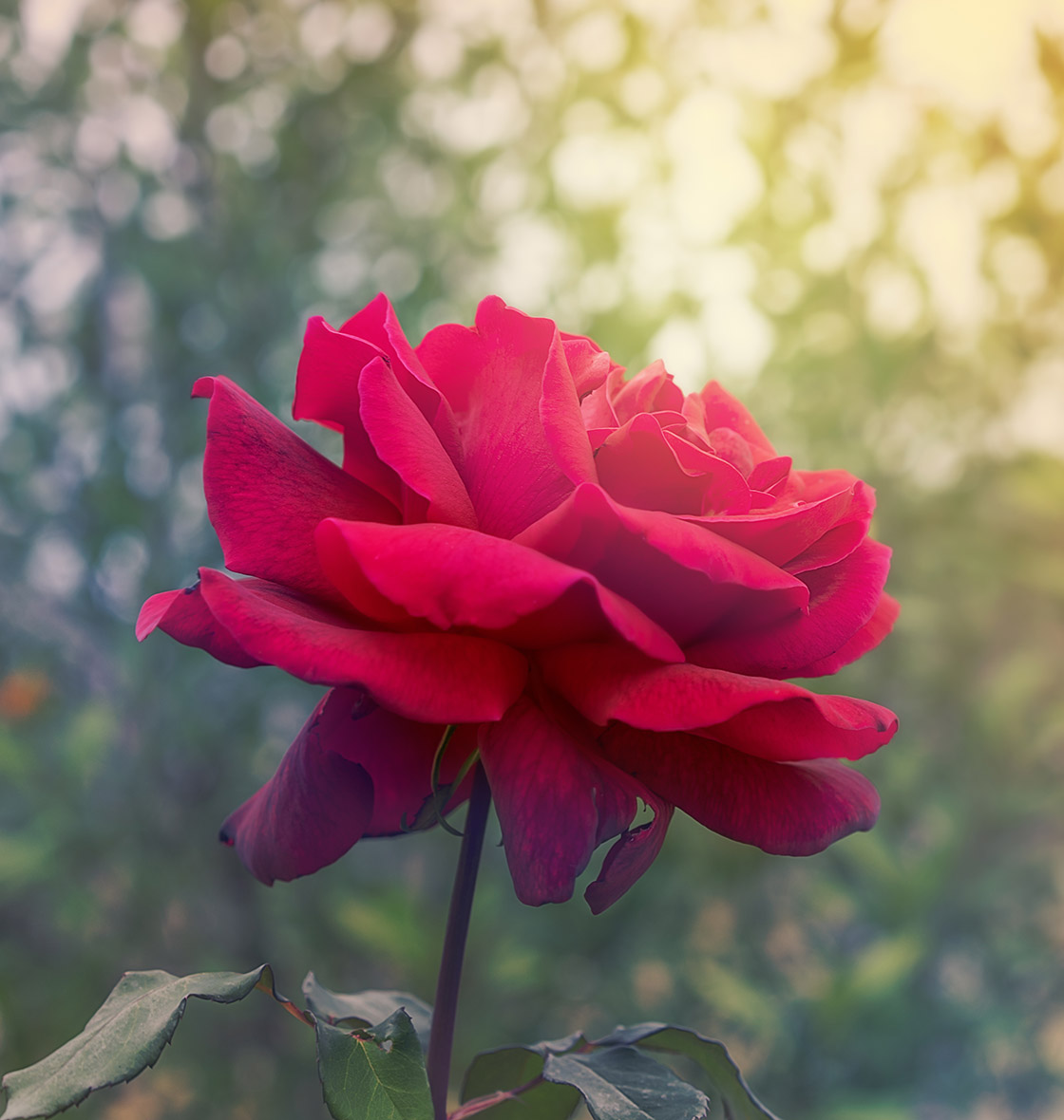 Red,Rose,Flower,On,Condolences,Background,For,Sympathy,Greeting,Card
